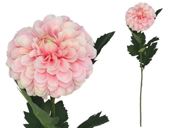 Haste Dália Rosa 17352. *