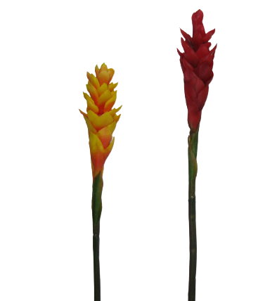 Pé Flor 3369*
