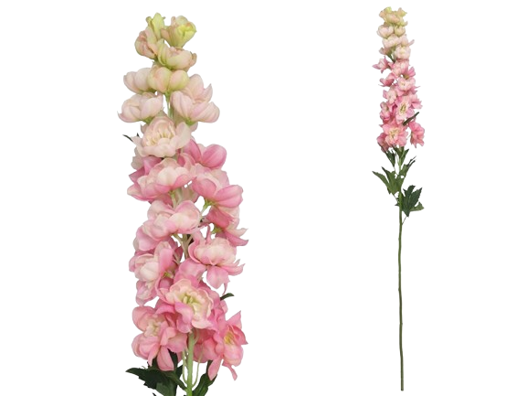Haste Delphinium Rosa 40545. *