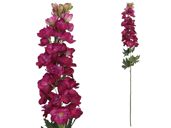Haste Delphinium Bordo 40552. *