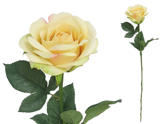 Haste Rosa Amarela 43983. *