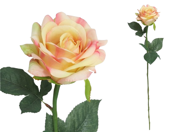 Haste Rosa 43990. *