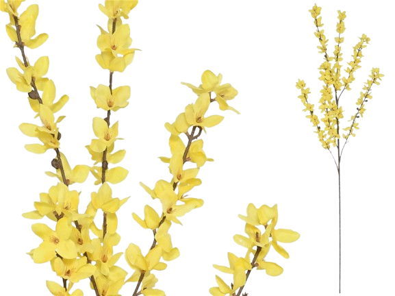 Haste Forsythia Amarela 51697. *