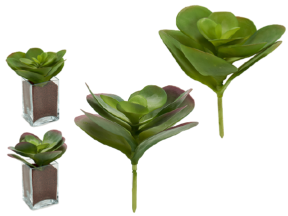 Planta Folhas Redondas 57759*