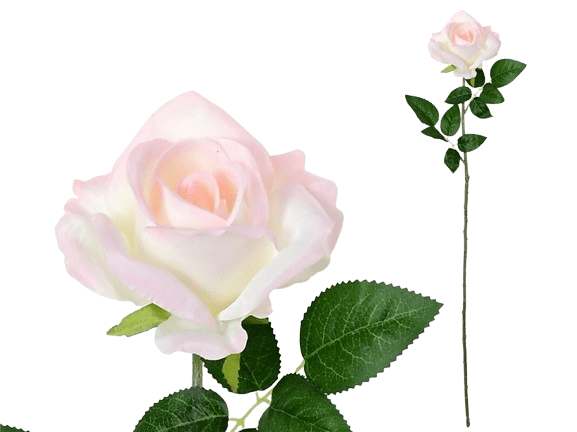 Haste Rosa Rosa 273181.