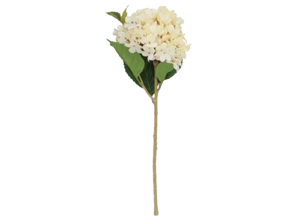 Haste Hortensia Creme 97317. *